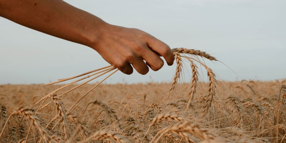 Wheat prices set to rise due to war