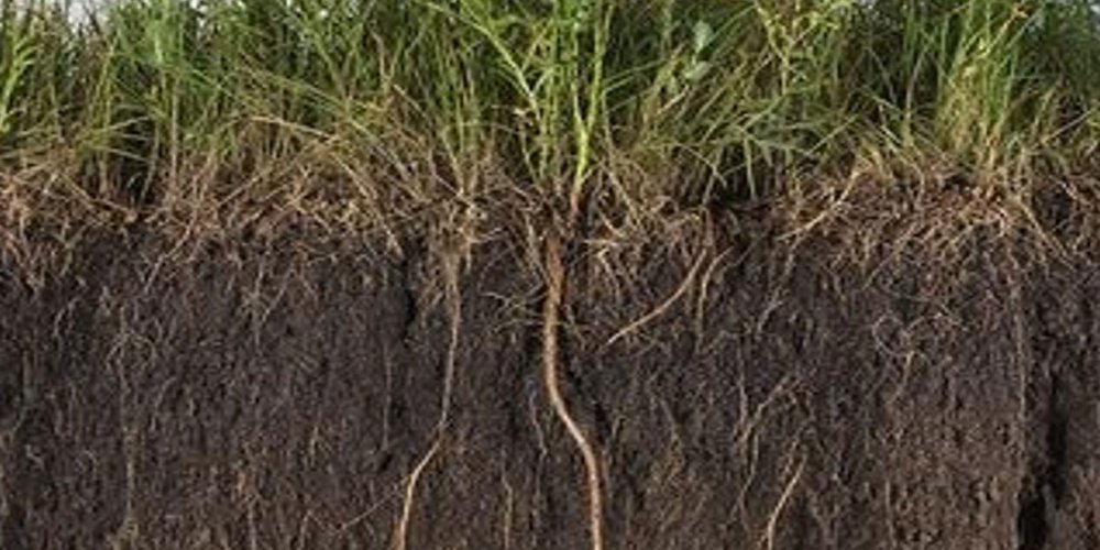WILDFARMED FUND FUELS REGENERATIVE GROWTH